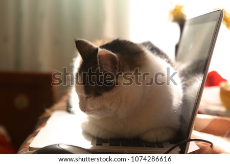 working place with laptop mouse and lazy funny cat laying on warm keyboard close up photo