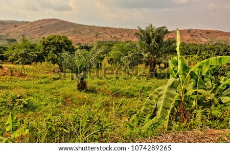 Beautiful landscape. Palm trees on a green lawn with wonderful hills in the background. Stunning nature. Panoramic skyline. 