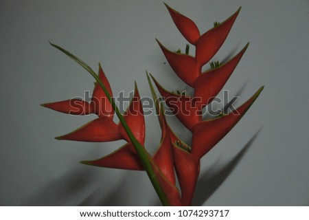 Heliconia and shadow with night light