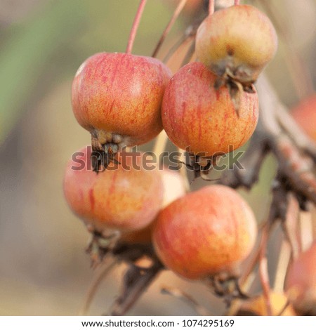 few ripe striped apples on a branch