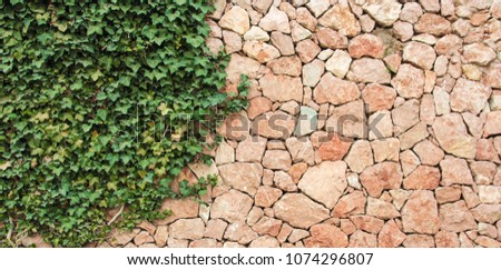 Texture of a stone wall with ivy. Old castle stone wall texture background. Stone wall as a background or texture. Part of a stone wall, for background or texture