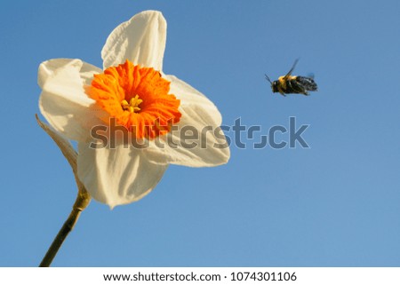 Bumble bee flying towards a flower