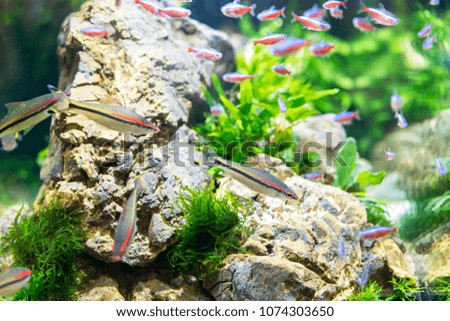 Multicolored aquarium fish. A clean and transparent aquarium with green vegetation