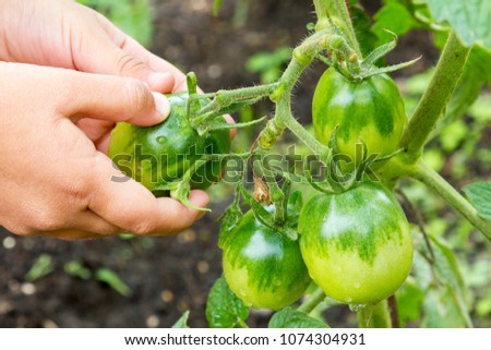 A hand tears off a green tomato. Healthy food. Organic food Royalty-Free Stock Photo #1074304931