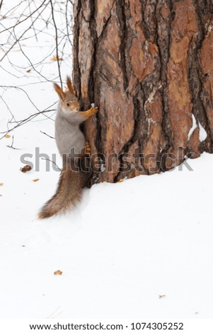 squirrel in the snow near the tree