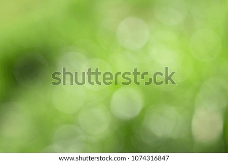 Green soft background in foliage and grass. 
