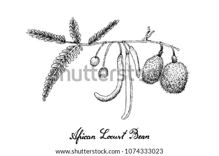 Vegetable and Herb, Illustration of Hand Drawn Sketch African Locust Bean or Parkia Biglobosa Fruits Isolated on White Background. Good Source of Dietary Fiber, Vitamins and Minerals.
