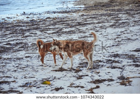 Dogs are walking on the beach