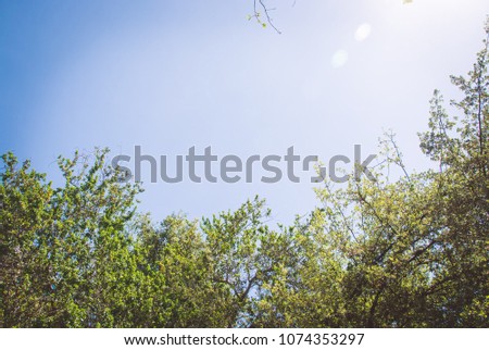 Sky and forest background