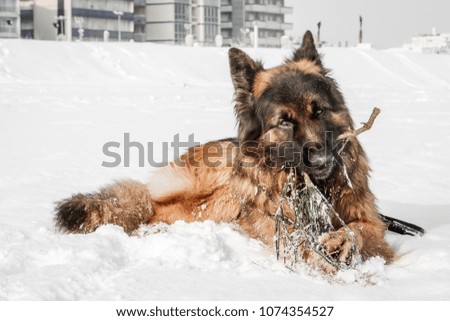 Picture of a german shepherd dog on the beach with snow. Riccione, Emilia Romagna, Italy.