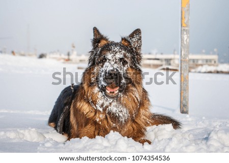 Picture of a german shepherd dog on the beach with snow. Riccione, Emilia Romagna, Italy.