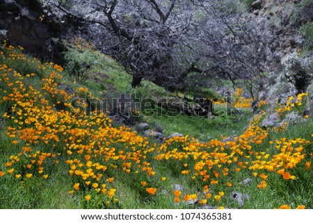 Beautiful mountain landscape with flowers. Blooming narcissus in Tenerife. Teide National Park.