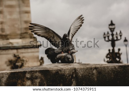 Doves in love in Paris France Royalty-Free Stock Photo #1074375911