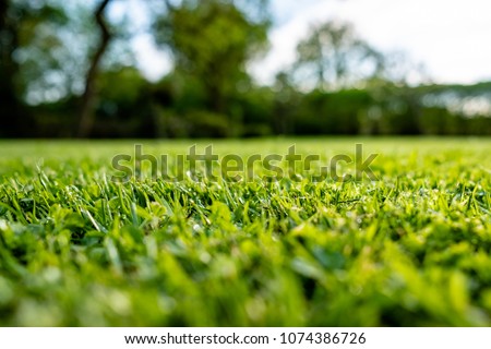 Ground level view of a recently cut and well maintained ornamental grass seen just after a summer rain shower. Some small water droplets can be seen on this very shallow focus of the grass blades. Royalty-Free Stock Photo #1074386726