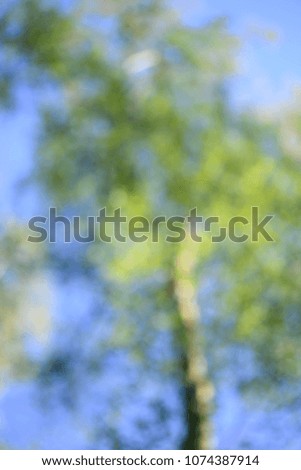 old tree defocused background on blue sky background