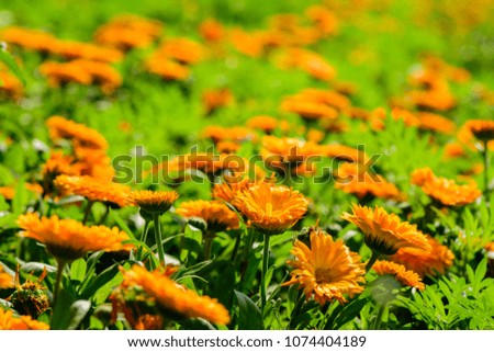 Calendula Officinalis (Calendula, Common marigold, Pot marigold) ; A plentiful field of colorful flowering. Orange petals stacked overlap as circle to be bouquet. Long greenish flower stalk.