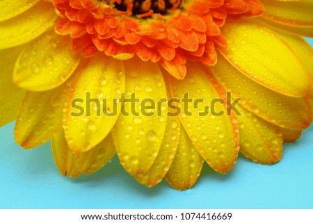 Yellow gerbera with water drops on turquoise background