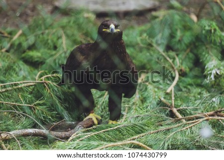 Bird of the hawk, long-legged buzzard
