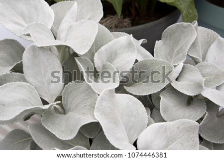 Senecio candicans Angel Wings close up in botanical garden Royalty-Free Stock Photo #1074446381