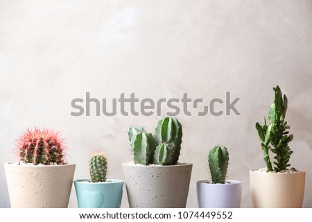 Beautiful cactuses in pots on light background