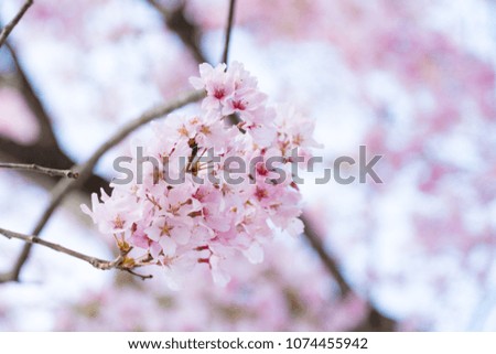 pink cherry blossom in nature,japanese flowers in springtime,close up of cherry blossom tree branch.flowers blooming closeup
