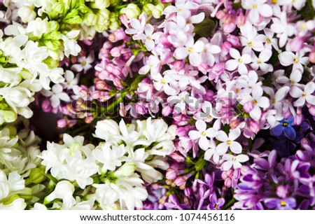 Colorful fresh lilac flowers arrangement close up