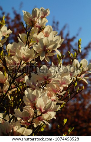 Beautiful white magnolia. Indirect magnolia.  Soulange magnolia