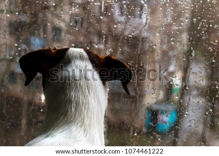 puppy looking out the window , outside the rain