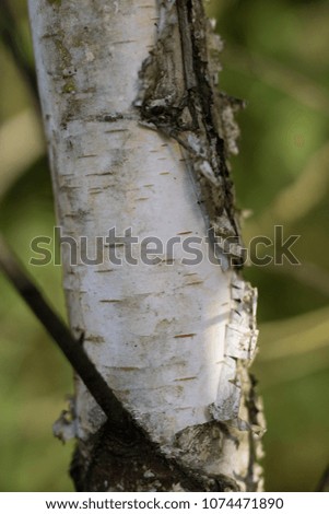 Birch bark at high magnification. Trees growing in parks and wooded areas. Season of the spring.