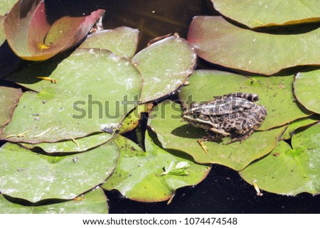 Picture of frog on green leaf of water lily