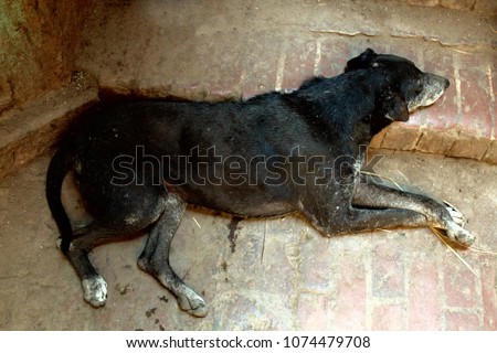 Stray dog on ground, top view. Rescue and shelters for homeless animals. Made boarding home for dogs. Concept: we are responsible for animals, compassion, humanity Royalty-Free Stock Photo #1074479708