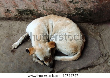 poor homeless skinny lorn dog on streets of city. Pets without a host starve to sleep on street Royalty-Free Stock Photo #1074479711