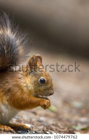 squirrel in Park closeup on background of summer woods. favorite furry animal on forest floor