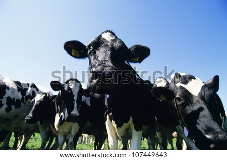 Cattle against sky, low angle view