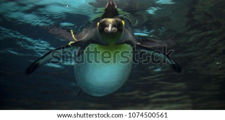 Beautiful aqua background: the arctic penguin lies on the water, the photo is from below. Light reflected on the water surface reflects the penguin mirror