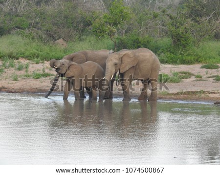 Elephants next to a water hole.