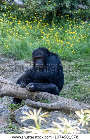 male robust chimpanzee sitting in the shadow looks worried,  behavior similar to a man of a common male chimpanzee (Pan troglodytes)