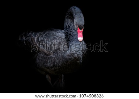 Black swan on black background (Cygnus atratus). Beautiful west australian black swan. Royalty-Free Stock Photo #1074508826