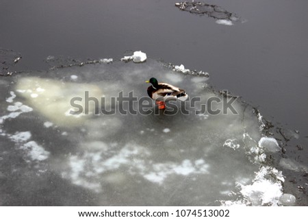 Duck posing for a picture on a ice in Sankt Peterburg, Russia