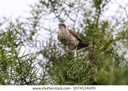 Galapagos Mockingbird in a tree