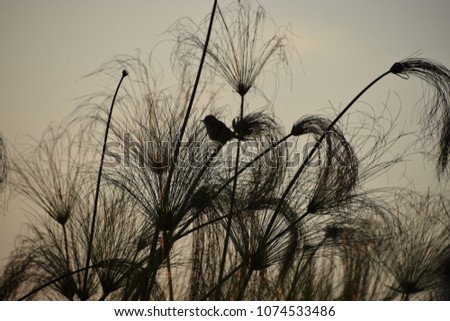 Bird and reeds silhouette in Okavango Delta