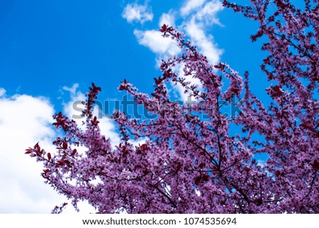 blossoming trees against the blue sky