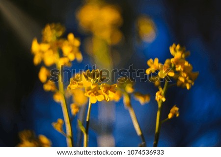 Yellow flowers in blue background.