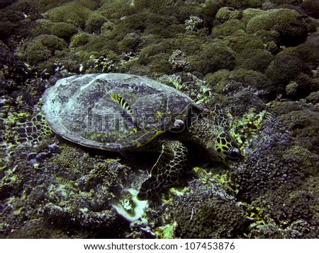 Green sea turtle underwater shot while diving on Gili Trawangan, Indonesia