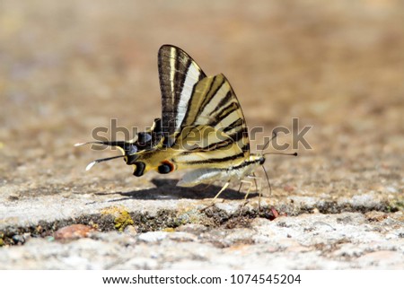 picture of a podalirio butterfly (Iphiclides podalirius) perched on the floor