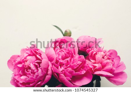 lovely pink peonies on rustic white wooden background, space for text. floral greeting card, flat lay. beautiful peony flowers, tender image. happy mothers or women day concept