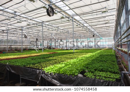 Modern large greenhouse or hothouse, cultivation and growth seeds of ornamental plants, flower nursery inside interior. Business agriculture botanical gardening manufacturing 