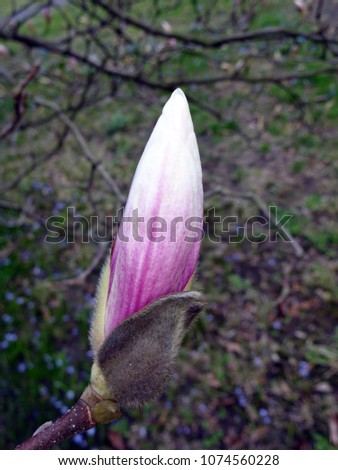 Rising pink bud of a Magnolia x soulangiana, belongs to the family Magnoliaceae