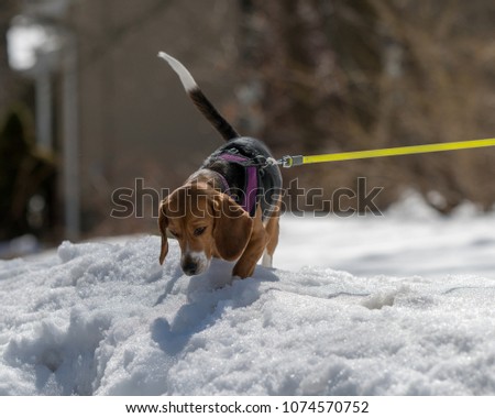 Beagle wearing a harness and a leash climbing a pile of snow