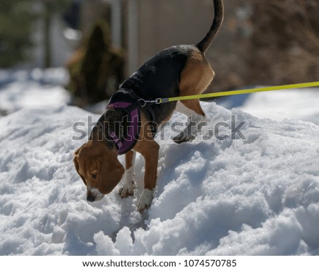 Beagle wearing a harness and a leash climbing a pile of snow